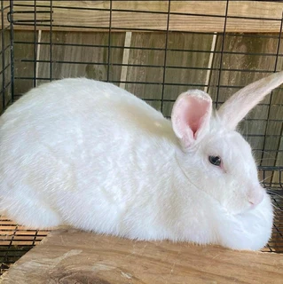 Pure Newzealand White Rabbits For Sale