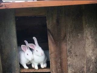 Pure High Quality Rabbit Breeds For Sale