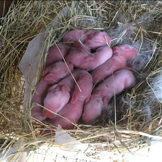 Pure High Quality Rabbit Breeds For Sale