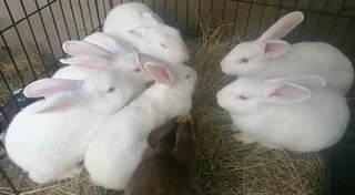 Pure High Quality Rabbit Breeds For Sale