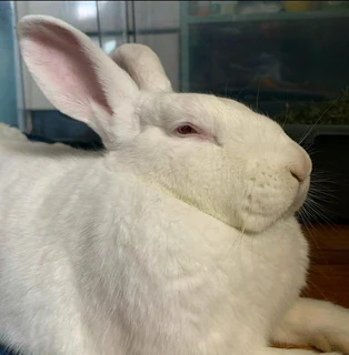 NEWZEALAND WHITE RABBITS FOR SALE