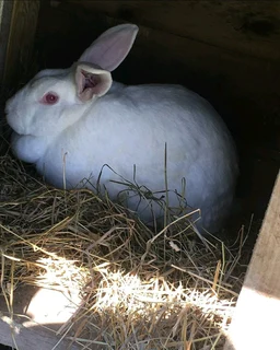 NEWZEALAND WHITE RABBITS FOR SALE