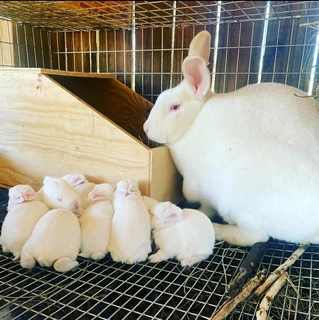 Newzealand White Rabbits For Sale