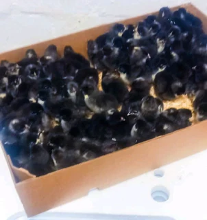 Black australorp chicks available for sale