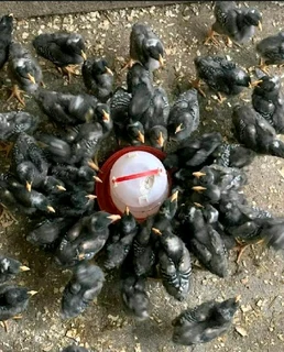 Black australorp chicks available for sale