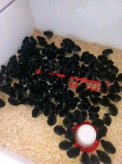 Black australorp chicks available for sale