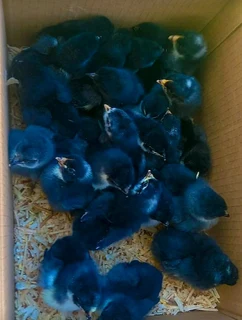 Black australorp chicks available for sale