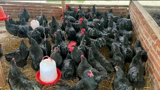 Black australorp chicks available for sale