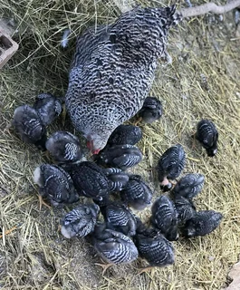 Potch Koekoe Chicks For Sale