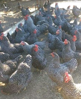 Potch Koekoe Chicks For Sale