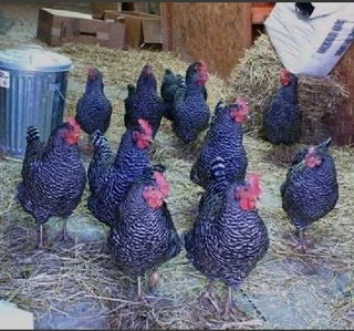 Potch Koekoe Chicks For Sale