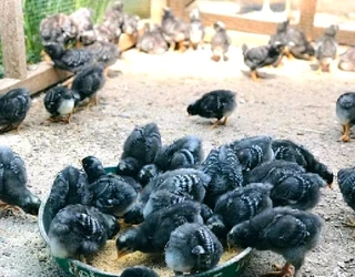Potch Koekoe Chicks For Sale