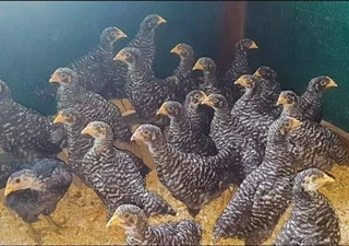 Healthy high quality exotic chicks for sale