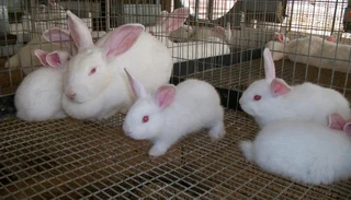 Pure Rabbit Breeds For Sale