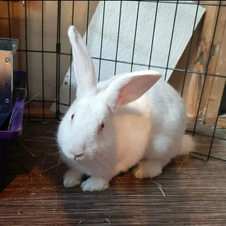Pure rabbit breeds for sale