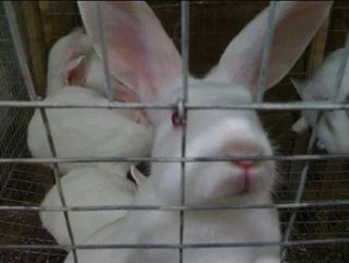 Pure rabbit breeds for sale