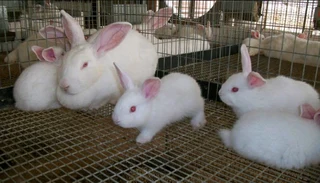 Newzealand White Rabbits For Sale
