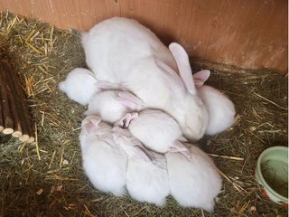NEWZEALAND WHITE RABBITS FOR SALE