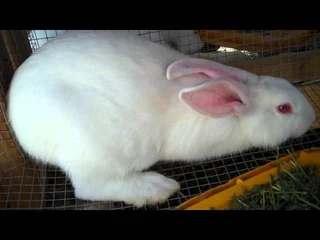 NEWZEALAND WHITE RABBITS FOR SALE