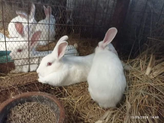 NEWZEALAND WHITE RABBITS FOR SALE