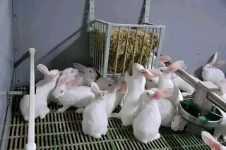 NEWZEALAND WHITE RABBITS FOR SALE