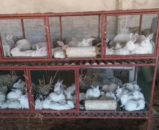 NEWZEALAND WHITE RABBITS FOR SALE