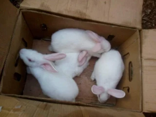 Rabbit Breeds Available For Sale