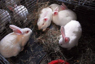 Rabbit Breeds Available For Sale