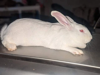 Rabbit Breeds Available For Sale