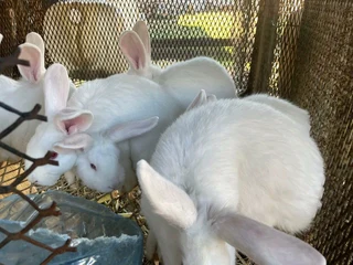 Rabbit Breeds Available For Sale