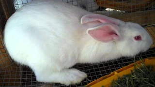 Rabbit Breeds Available For Sale