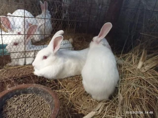 Rabbit Breeds Available For Sale