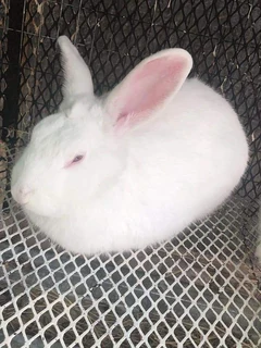 Rabbit Breeds Available For Sale
