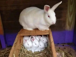 Rabbit Breeds Available For Sale