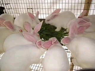 Pure Rabbit Breeds For Sale