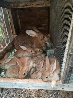 Variety Of Pure Breed Rabbits Available