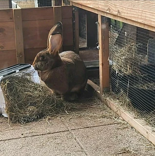 Pure Breeds Available