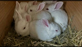 Pure Breeds Available