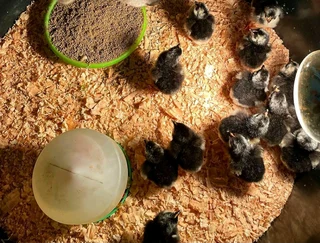 Potch koekoek and black australorp chicks for sale