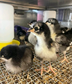 Potch koekoek and black australorp chicks for sale