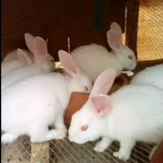 Newzealand White Rabbits For Sale