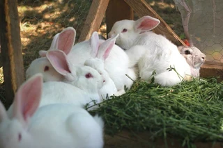 Newzealand White Rabbits For Sale