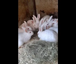 A variety of pure rabbit breeds available for sale