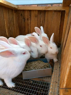 Pure Quality Rabbit Breeds For Sale