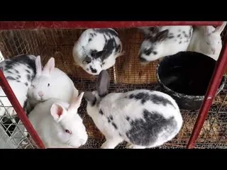 Pure breeds for sale