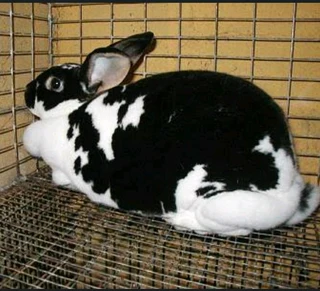 Rabbits Available For Sale