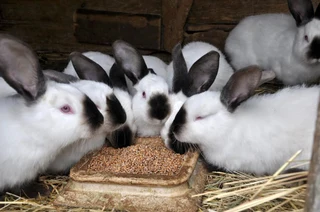 Quality Rabbit Breeds For Sale