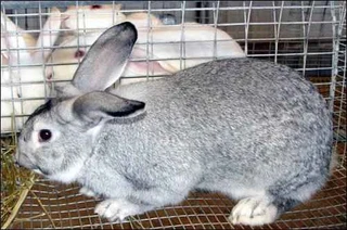 Quality Rabbit Breeds For Sale