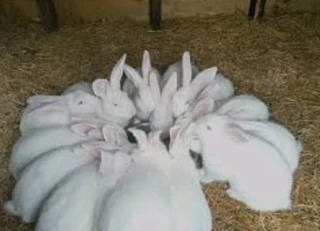 Rabbit Kits For Sale