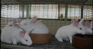 Rabbit Kits For Sale